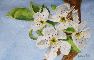 Read more about the article Pear Tree Blossoms – Sat. July 7