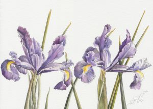 Ann Wellington Wild Iris painting by Ann Wellington, showing at Valley Art